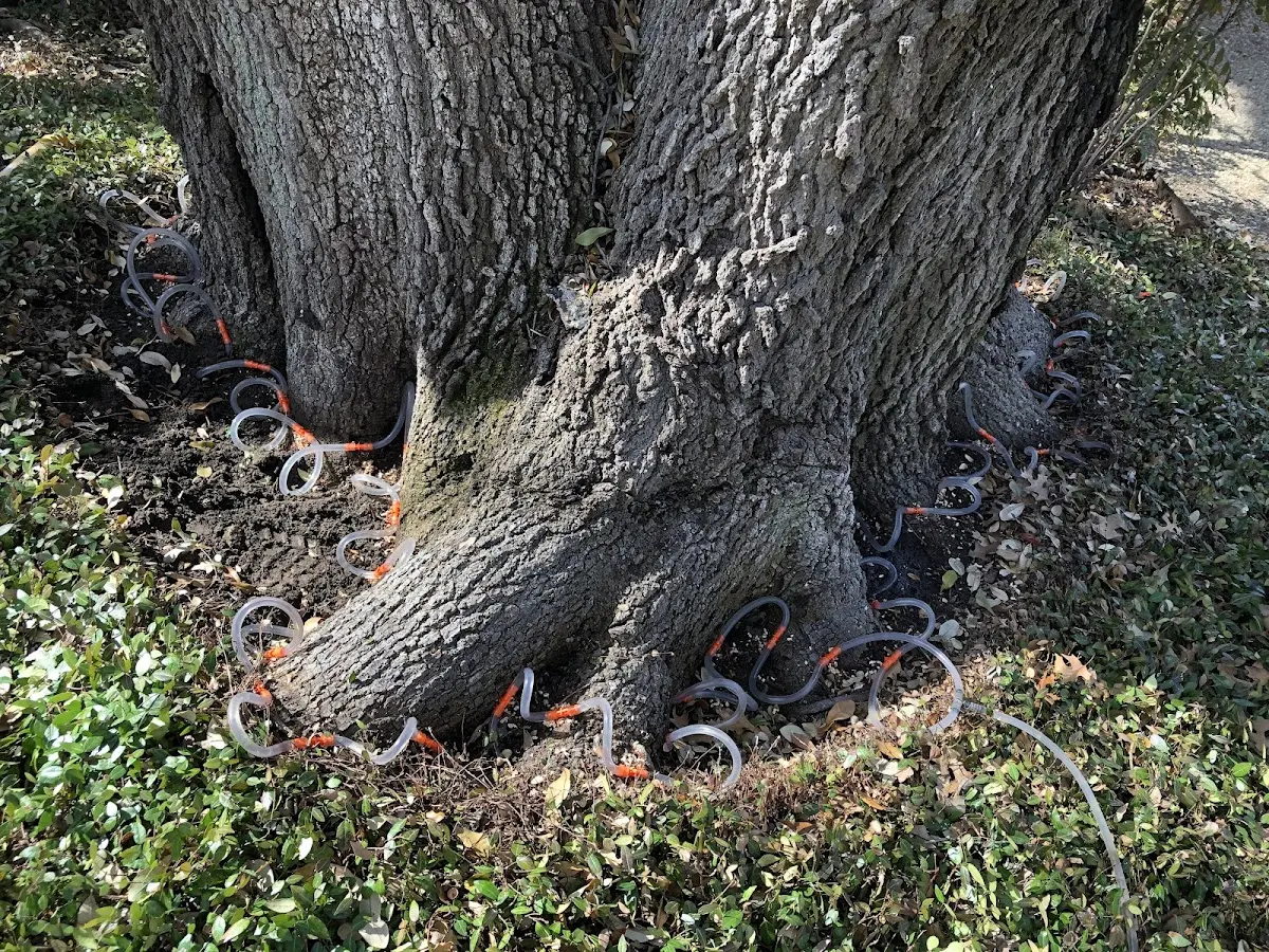 Detailed Tree Cabling and Bracing job site in North Liberty