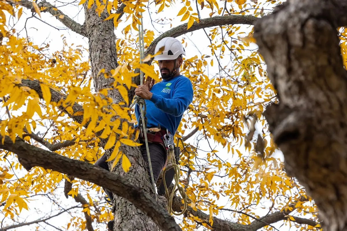 Skilled Tree Planting crew working in North Liberty
